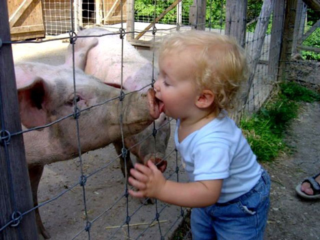 child-licks-pig-snout